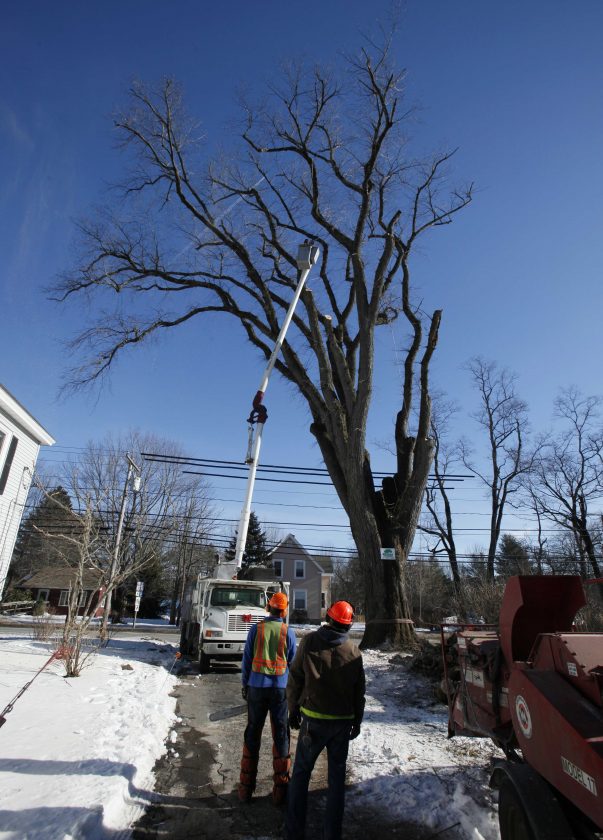 Clones help famous elm tree named Herbie live on, for now News